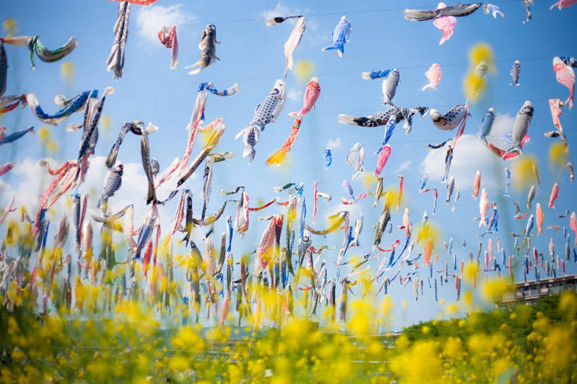 无人,横图,室外,白天,仰视,旗帜,日本,许多,吊挂,悬挂,丰富,庆祝,日本文化,云,很多,挂,花,天空,摄影,多样,儿童节,大阪府,彩图,低角度拍摄