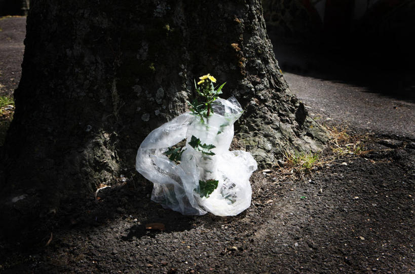 无人,横图,室外,白天,手机,英国,塑胶,陆地,首都,花,树干,摄影,生长,保护,圆木,无线电技术,想法,彩图,玻璃纸