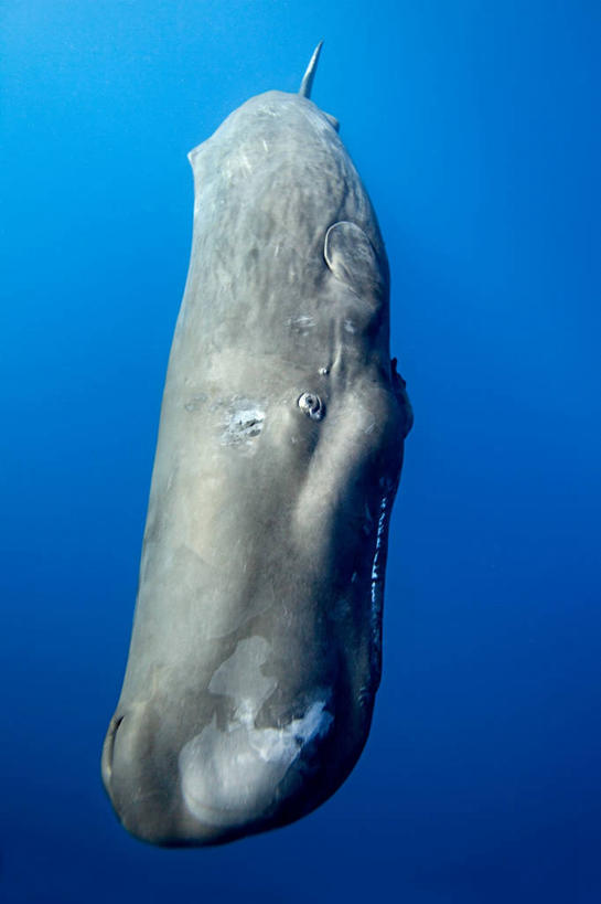 无人,竖图,特写,水下,海洋,哺乳动物,野生动物,多米尼加,鱼类,动物,摄影,抹香鲸,彩图