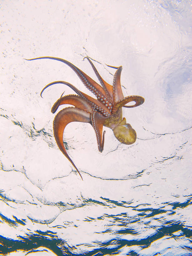 游泳,无人,竖图,白天,水下,海洋,水,西班牙,摄影,大西洋群岛,大加纳利,彩图