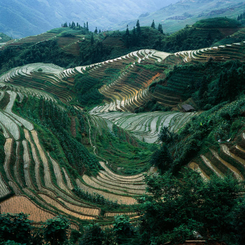 无人,横图,室外,白天,农业,梯田,美景,山,稻田,景观,树,自然,景色,摄影,生长,广西,宁静,自然风光,彩图