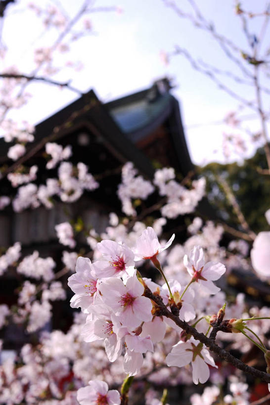 无人,竖图,室外,白天,樱花,日本,日本文化,盛开,茎,枝,花蕾,花,花瓣,花朵,鲜花,自然,花苞,花蕊,摄影,京都府,生长,脆弱,清新,京都市,彩图,樱之花