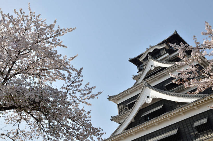 无人,横图,室外,白天,仰视,建筑,樱花,日本,日本文化,树,天空,摄影,宗教,树梢,熊本,彩图,低角度拍摄