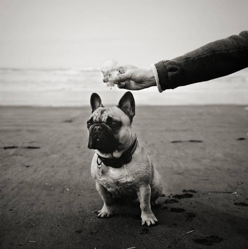 手,一个人,竖图,黑白,室外,白天,海洋,宠物,狗,美国,小的,沙子,水平线,首都,拿着,天空,家畜,人体,摄影,部分,电灯泡,关爱,华盛顿州,想法,海滩,法国斗牛犬
