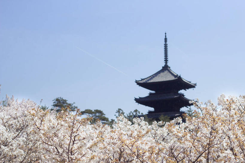 无人,寺庙,横图,室外,白天,建筑,日本,日本文化,樱桃树,宝塔,树,摄影,宗教,佛教,京都府,宗教建筑,万里无云,仁和寺,彩图,樱之花