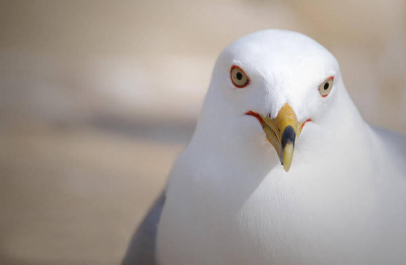 无人,横图,室外,特写,白天,正面,海鸟,海鸥,野生动物,美国,鸟类,摄影,部分,彩图