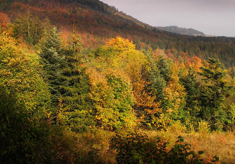 无人,横图,室外,白天,森林,山,法国,欧洲,草,树,风景,天空,自然,摄影,宁静,西欧,法兰西,改变,阿尔卑斯山脉,法兰西共和国,法兰西第五共和国,梅杰夫,秋天,彩图,罗讷.阿尔卑斯,罗讷.阿尔卑斯大区