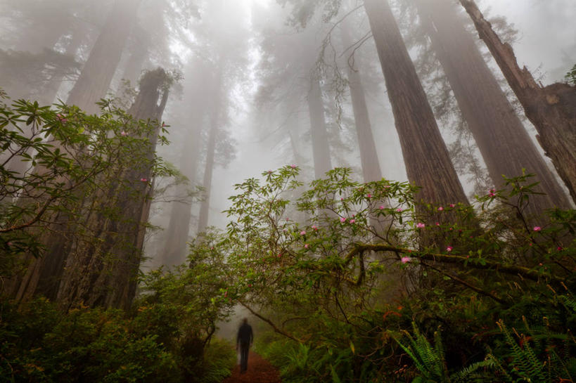 一个人,横图,室外,神秘,森林,雾,美国,黎明,树,自然,摄影,怪异,步行,彩图