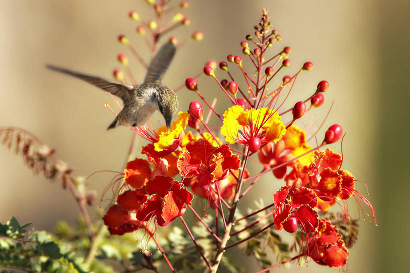 无人,横图,室外,特写,白天,蜂鸟,野生动物,鸟类,盘旋,花,红色,自然,摄影,脆弱,加利福尼亚,彩图