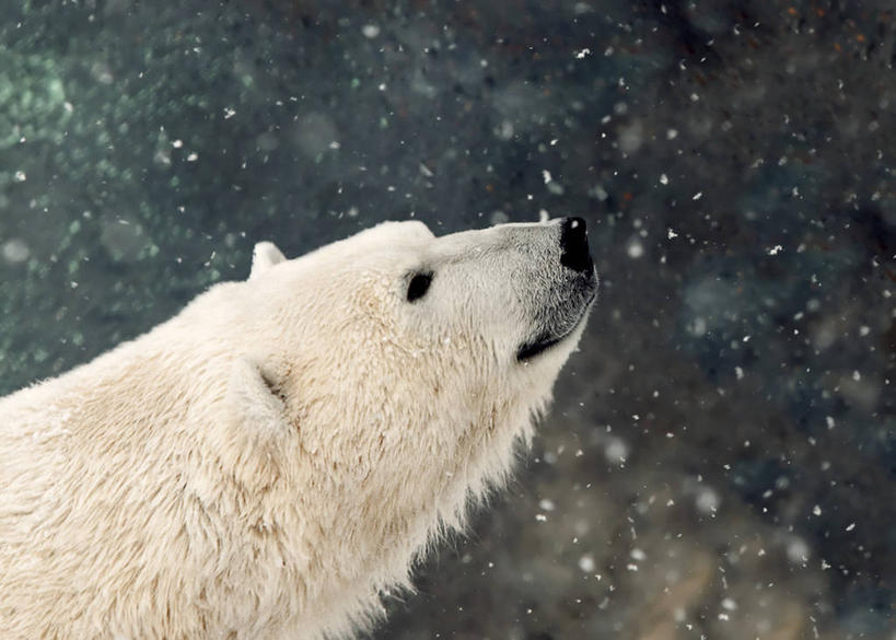 无人,横图,室外,特写,白天,侧面,雪,北极熊,野生动物,加拿大,冬天,下雪,寒冷,摄影,彩图