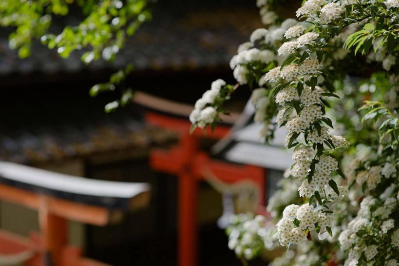 无人,横图,室外,白天,植物,日本,大门,花,摄影,宗教,生长,神殿,脆弱,清新,彩图