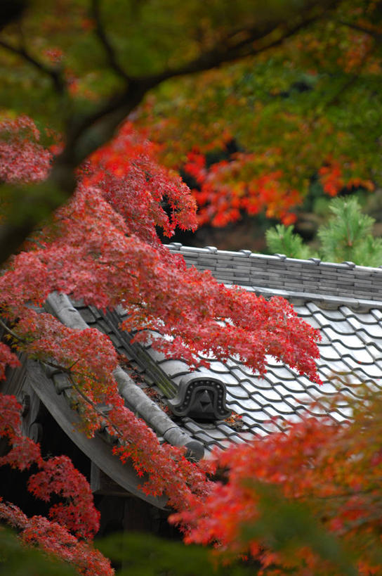 无人,竖图,室外,白天,叶子,日本,屋檐,褐色,枝,树,红色,自然,摄影,镰仓,秋天,彩图