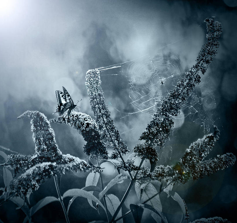 无人,横图,黑白,室外,植物,野生动物,蝴蝶,西班牙,捕食,昆虫,蜘蛛,蜘蛛网,网,云,天空,动物,两只,摄影,蜘蛛丝,蛛网,式样,捕杀,猎取,蛛丝,危险
