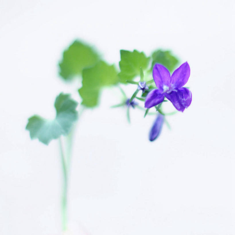 无人,方图,白色背景,美景,植物,叶子,美国,盛开,景观,茎,花蕾,花,花瓣,花朵,鲜花,一朵,一个,自然,花苞,花蕊,景色,摄影,生长,单个,脆弱,清新,加利福尼亚,自然风光,圣卡洛斯,彩图,影棚拍摄