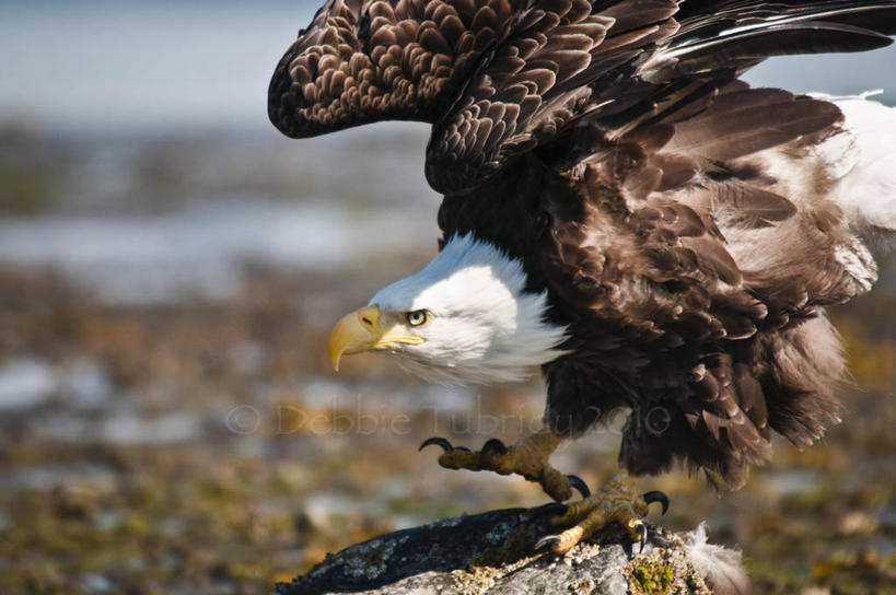 无人,横图,室外,特写,白天,野生动物,美国,准备,摄影,白头鹰,海滩,岩石,彩图