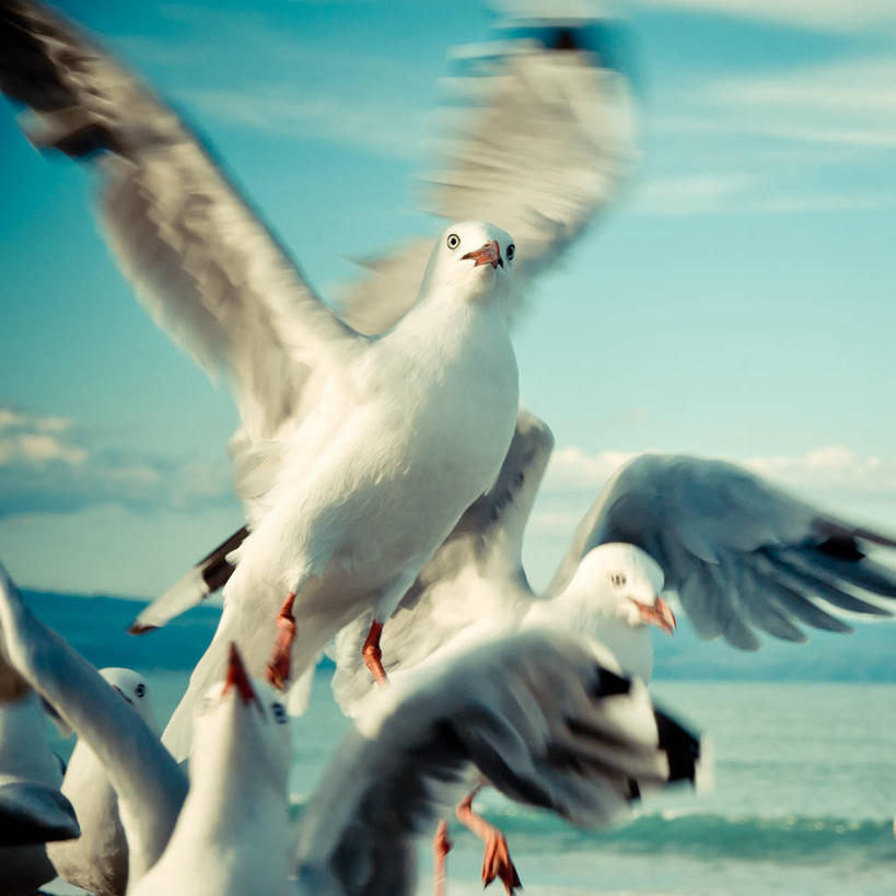 无人,方图,室外,白天,运动模糊,海鸥,野生动物,新西兰,四只,鸟类,云,摄影,拍打,彩图