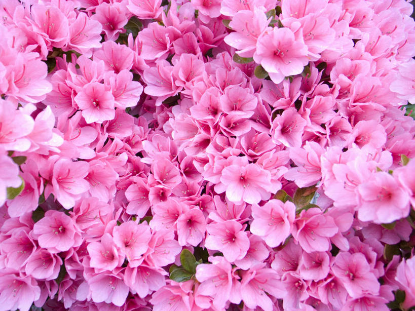 无人,横图,室外,特写,白天,背景,美景,杜鹃花,东京,日本,景观,首都,花,花瓣,粉色,自然,景色,摄影,脆弱,清新,自然风光,彩图,全画面,全框架,全帧,全画幅