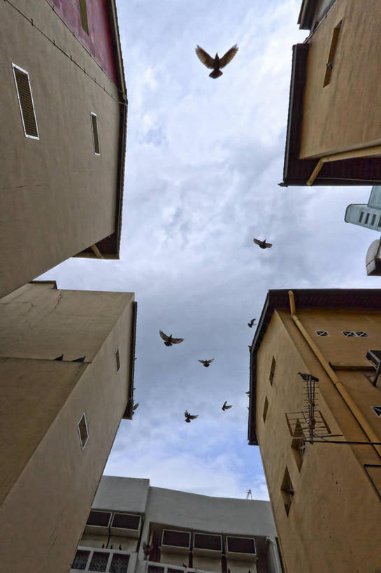 无人,竖图,室外,白天,仰视,建筑,新加坡,鸟类,云,唐人街,飞,天空,摄影,彩图,低角度拍摄