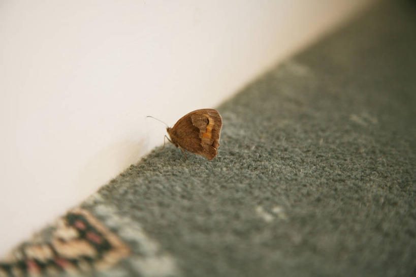 无人,吃,横图,室内,地毯,野生动物,蝴蝶,英国,昆虫,墙,摄影,蛾,彩图