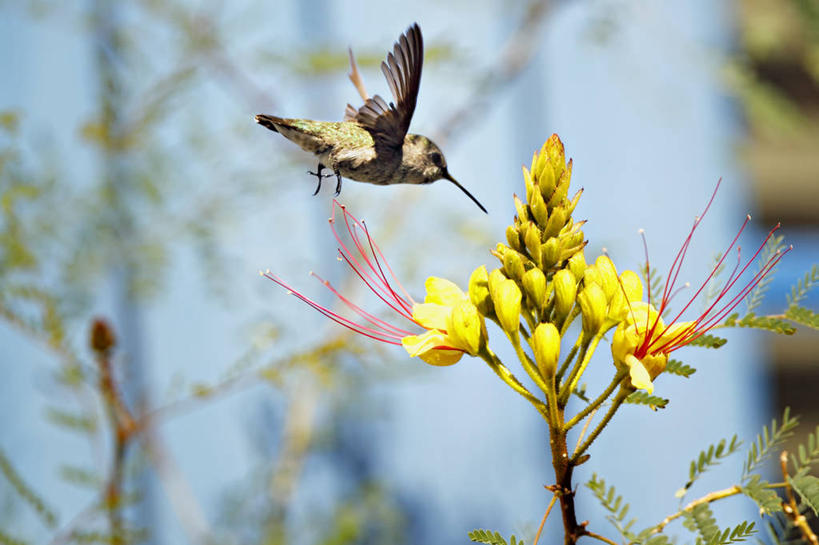 无人,横图,室外,特写,白天,蜂鸟,野生动物,美国,野花,半空,飞,盘旋,花,黄色,自然,摄影,生长,清新,加利福尼亚,彩图