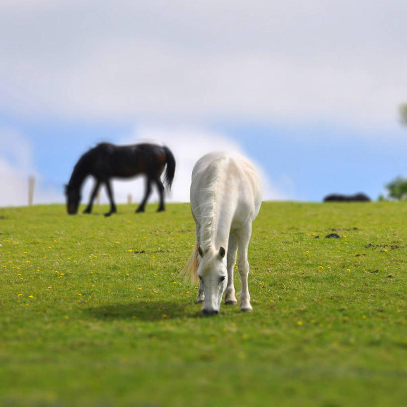 无人,方图,室外,白天,草地,马,野生动物,英国,云,白色,黑色,天空,自然,动物,两只,摄影,萨里市,彩图
