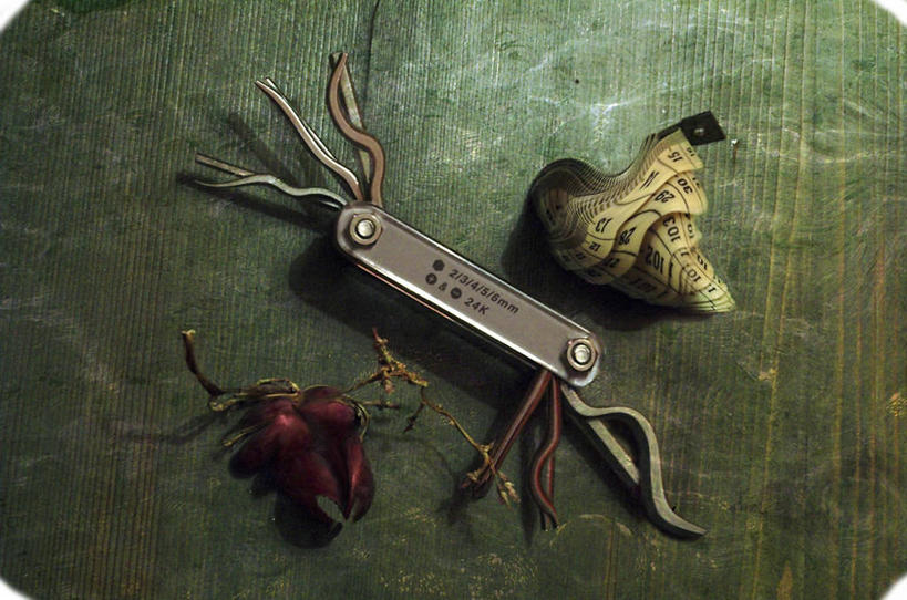 无人,横图,俯视,特写,波兰,形状,盛开,螃蟹,花蕾,数码合成,花,花瓣,花朵,鲜花,一朵,卷尺,花苞,花蕊,摄影,多样,小刀,创造力,想法,彩图,高角度拍摄