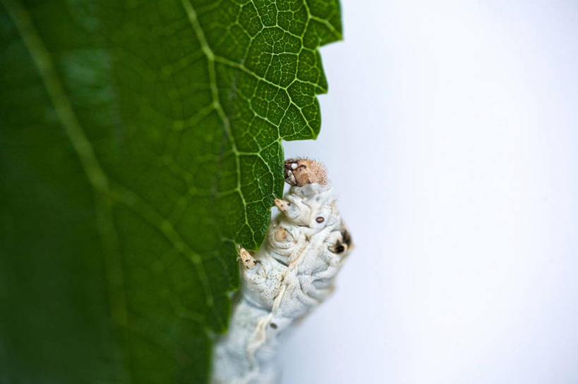 无人,横图,室外,特写,白天,野生动物,叶子,上海,昆虫,蚕,摄影,脆弱,桑叶,蠕虫,彩图