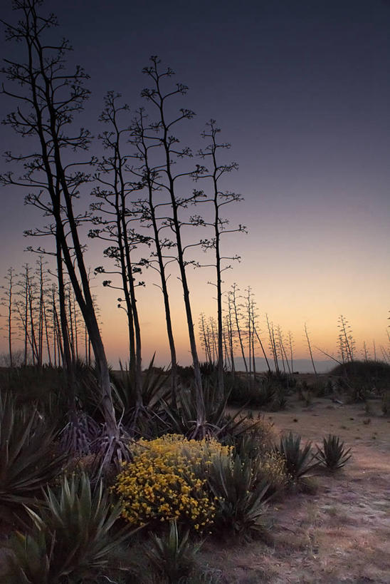 无人,竖图,室外,美景,日落,植物,西班牙,景观,花,树,天空,自然,景色,摄影,灌木,宁静,自然风光,阿尔梅里亚,彩图