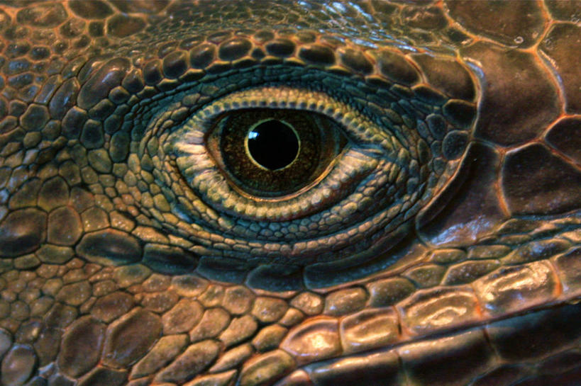 无人,横图,室外,特写,野生动物,蜥蜴,美国,鬣蜥,动物,摄影,石龙子,泉龙,猪婆蛇,四脚蛇,蜴,彩图,感知