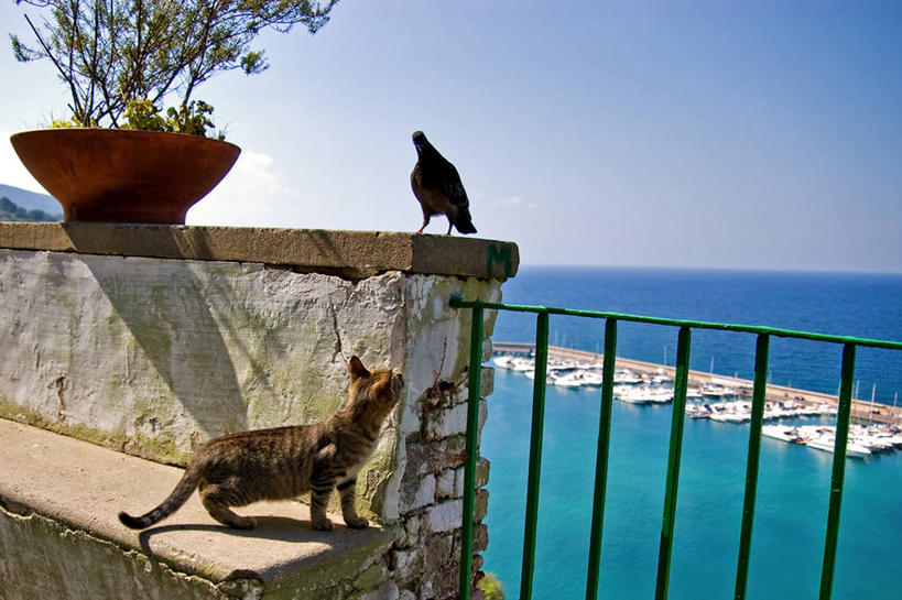 无人,横图,室外,白天,海洋,植物,船,鸽子,猫,野生动物,花盆,意大利,追赶,鸟类,水平线,围墙,自然,动物,两只,运输,摄影,恐怖,万里无云,彩图