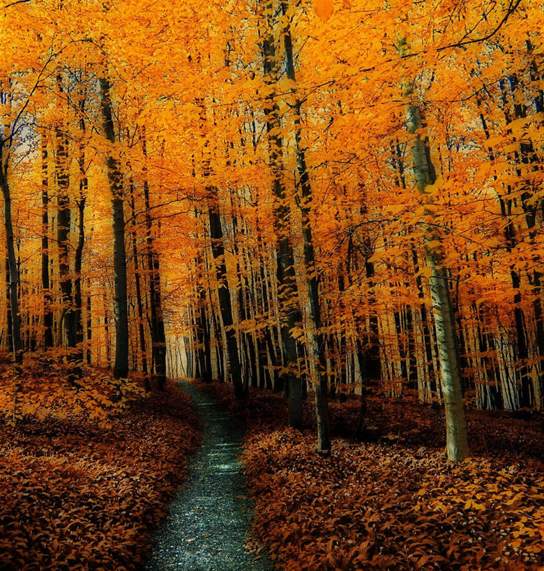 无人,竖图,室外,白天,美景,森林,树林,植物,叶子,英国,景观,树,自然,景色,摄影,宁静,自然风光,改变,自然保护区,秋天,彩图,单行道,东约克郡