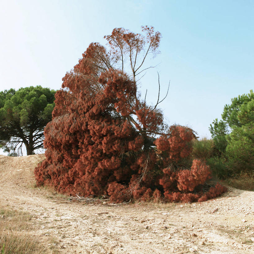 无人,方图,室外,白天,西班牙,巴塞罗那,环保,树,红色,天空,自然,摄影,能源,宁静,回收,伐木,资源,利用,低碳,循环,持续,彩图