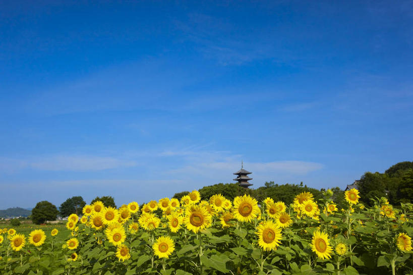 无人,寺庙,横图,室外,白天,美景,向日葵,日本,景观,田地,花,树,天空,自然,景色,摄影,宗教,生长,脆弱,宗教建筑,清新,自然风光,冈山县,彩图