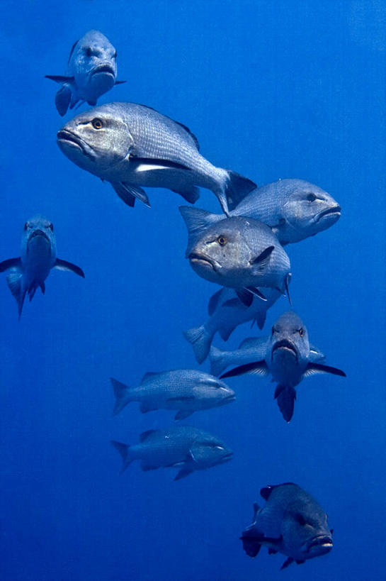 游泳,无人,竖图,特写,水下,海洋,埃及,一群,许多,鱼群,很多,鱼类,自然,摄影,中东,彩图