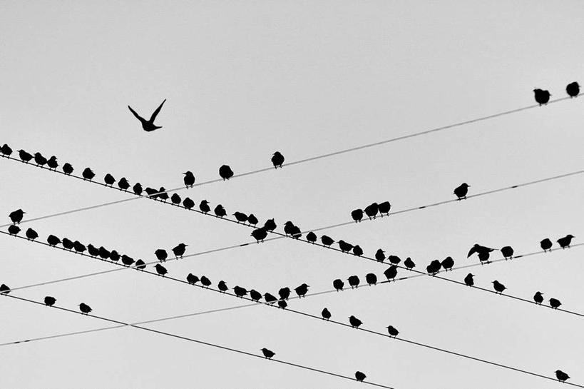 无人,横图,室外,白天,仰视,野生动物,西班牙,欧洲,一群,许多,鸟类,很多,联系,飞,电话线,摄影,栖息,南欧,八哥,万里无云,西班牙王国,卡斯蒂利亚,卡斯蒂利亚拉曼查,卡斯蒂利亚拉曼恰,拉曼查,拉曼恰,彩图,低角度拍摄