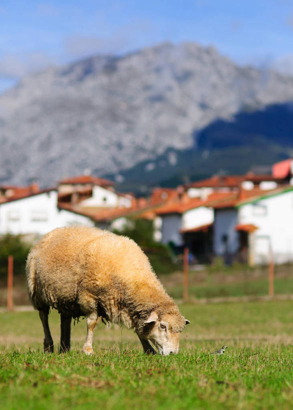无人,竖图,室外,白天,牧场,山,西班牙,房屋,草,家畜,摄影,牲畜,万里无云,阿斯图里亚斯,绵羊,彩图