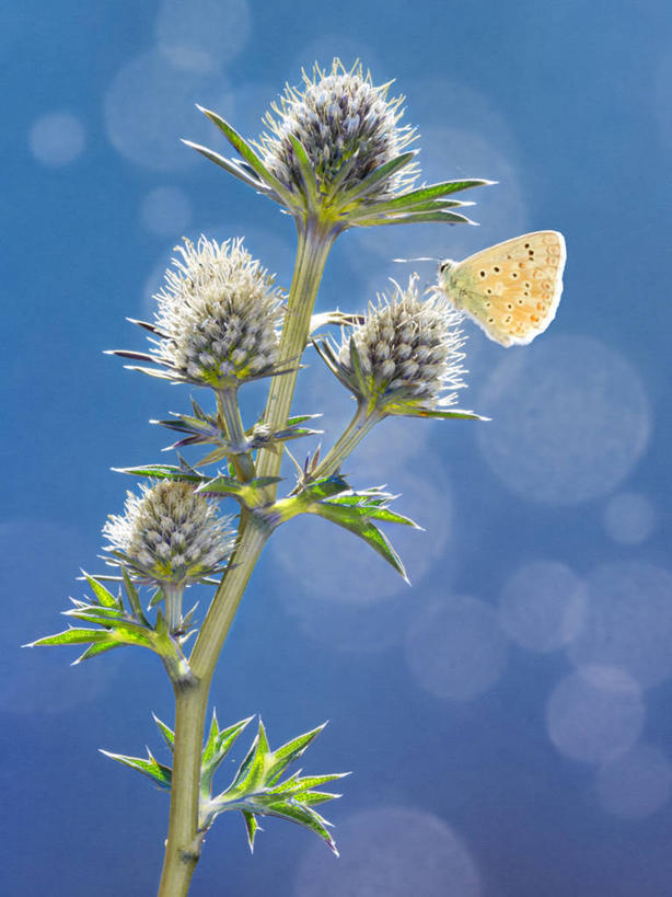 无人,坐,竖图,室外,白天,野生动物,蝴蝶,西班牙,欧洲,蓝色,自然,蓟,摄影,南欧,西班牙王国,卡斯蒂利亚,莱昂,卡斯蒂利亚.莱昂,莱昂省,彩图