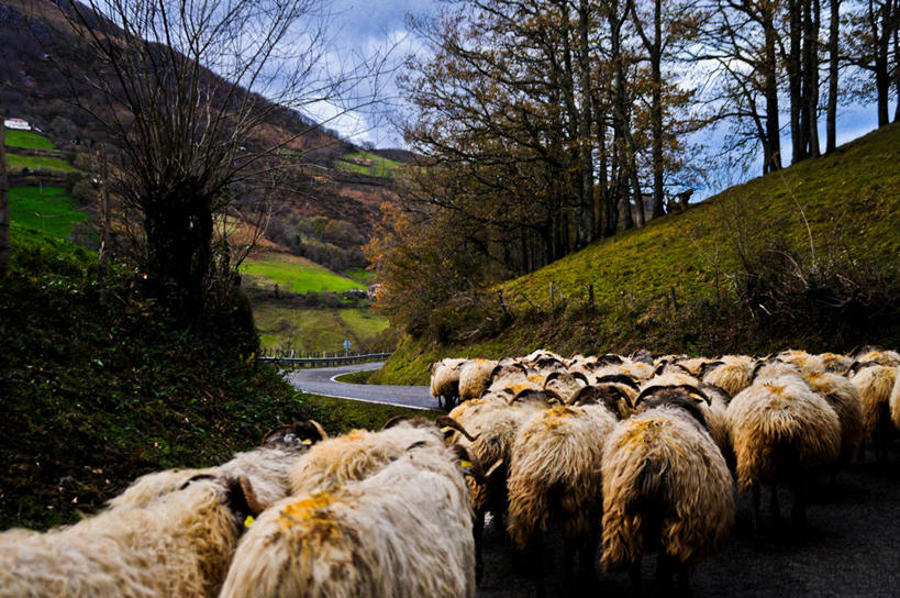 无人,横图,室外,白天,西班牙,一群,许多,地形,羊群,很多,树,自然,动物,家畜,摄影,牲畜,纳瓦拉,绵羊,步行,彩图