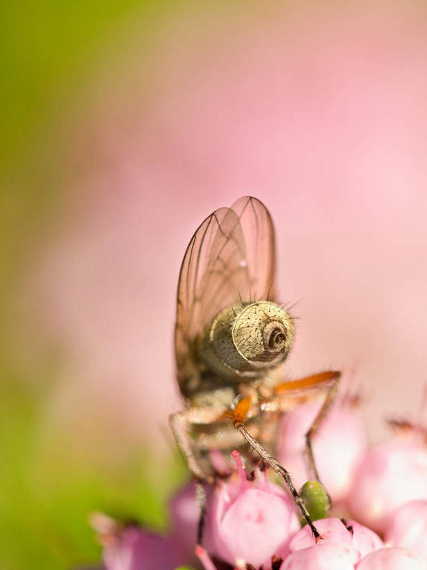 无人,坐,竖图,室外,白天,微距,野生动物,西班牙,昆虫,花,自然,动物,摄影,脆弱,益虫,授粉,喂养,阿拉瓦省,彩图
