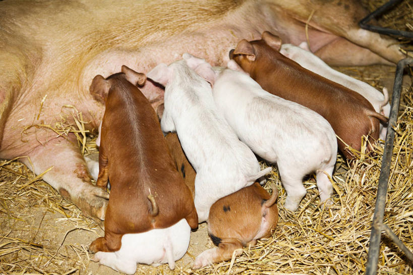 无人,横图,室内,白天,猪,西班牙,小猪,动物,家畜,摄影,牲畜,彩图