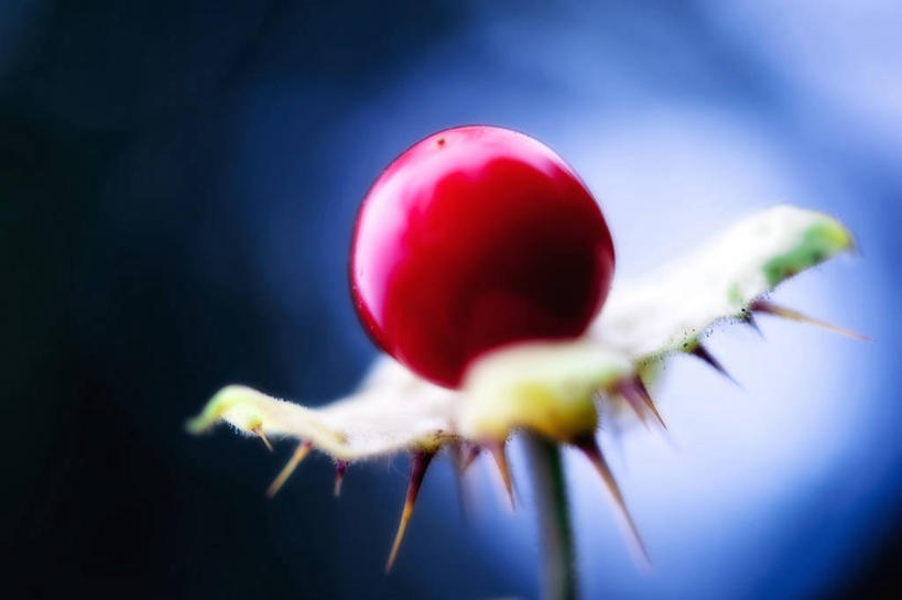 无人,横图,特写,微距,樱桃,水果,法国,蓝色背景,茎,树荫,饮食,自然,摄影,外壳,脆弱,普罗旺斯,清新,健康食物,散焦,彩图,影棚拍摄,多刺疏林