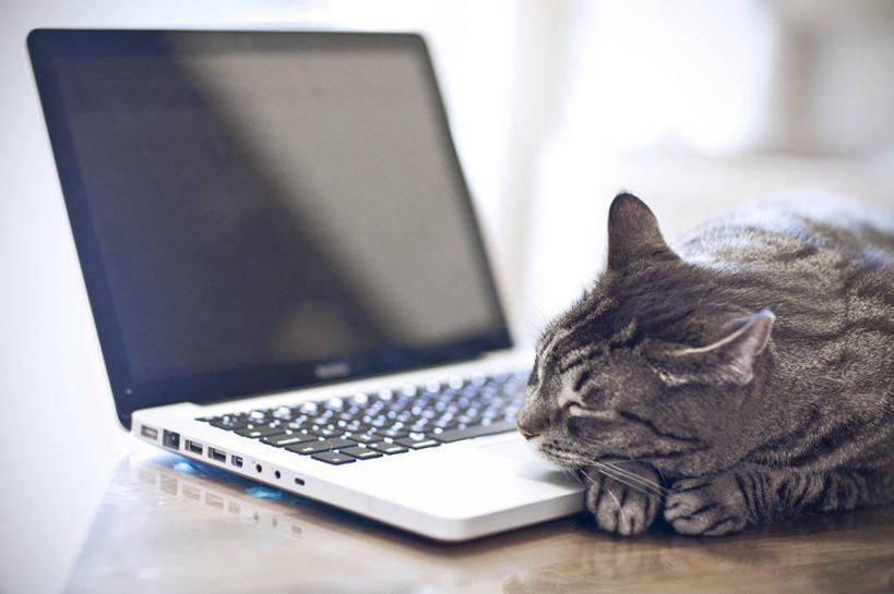 无人,横图,室内,白天,桌子,宠物,猫,纽约,美国,家畜,放松,摄影,纽约州,无线电技术,彩图,小睡