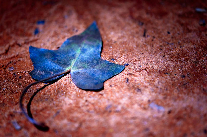 无人,横图,室外,特写,白天,叶子,法国,沙子,常春藤,一个,蓝色,摄影,单个,脆弱,普罗旺斯,彩图,鲁西永