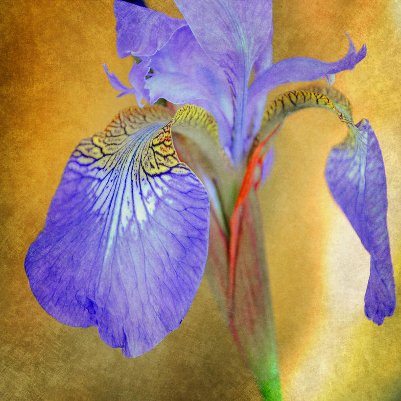 无人,方图,特写,英国,盛开,花蕾,花,花瓣,花朵,鲜花,一朵,紫色,花苞,花蕊,摄影,脆弱,鸢尾,清新,肌理,莱切斯特,彩图