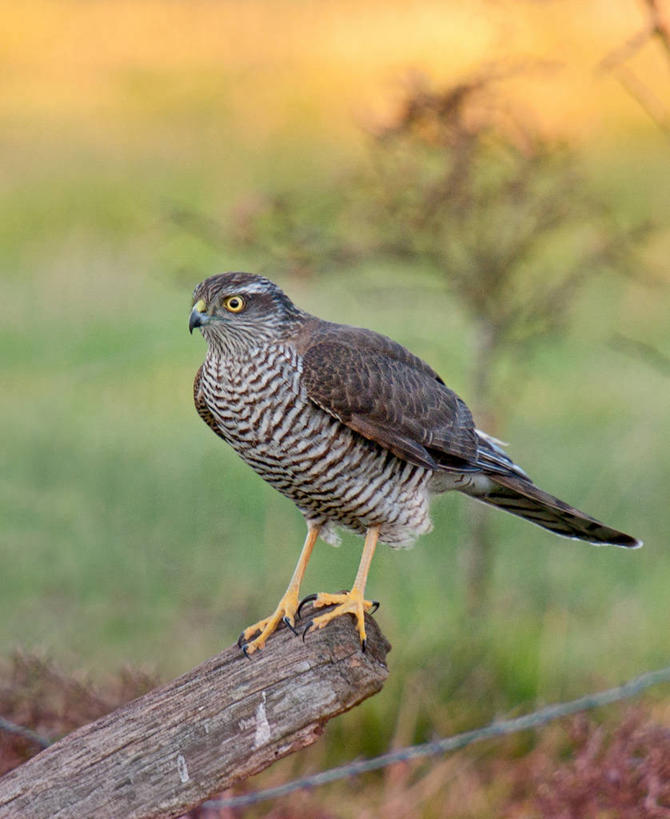无人,竖图,室外,特写,白天,野生动物,西班牙,木制,摄影,雀鹰,阿拉瓦省,老鹰,彩图