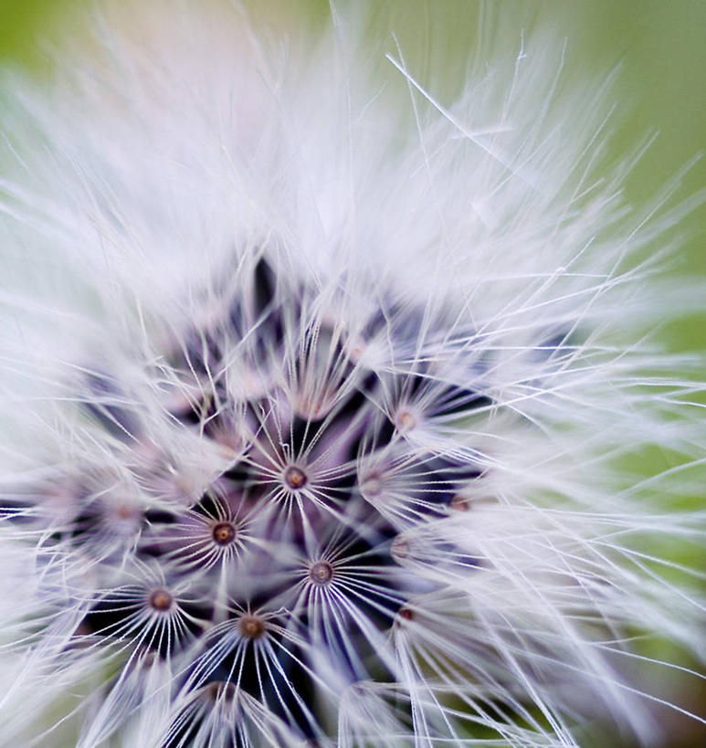 无人,竖图,室外,特写,白天,蒲公英,英国,欧洲,种子,英格兰,摄影,脆弱,西欧,大不列颠,大不列颠及北爱尔兰联合王国,大不列颠及爱尔兰联合王国,萨塞克斯,萨塞克斯郡,苏塞克斯,东萨塞克斯郡,彩图,大不列颠王国,大英帝国,联合王国,日不落帝国