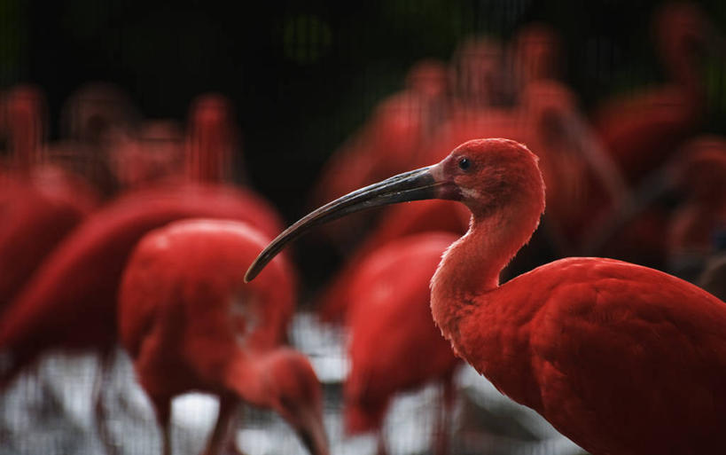 无人,横图,室外,特写,白天,鸟,野生动物,新加坡,许多,鸟类,很多,红色,动物,摄影,朱鹭,日本风头鹮,朱鹮,彩图
