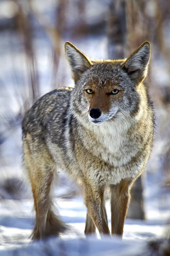 无人,站,竖图,室外,白天,雪,野生动物,美国,冬天,寒冷,摄影,丛林狼,机敏,犹他,阿尔塔,彩图