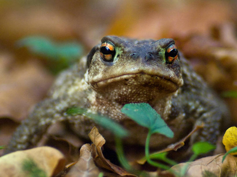 无人,横图,室外,白天,蟾蜍,野生动物,叶子,西班牙,自然,摄影,肖像,阿拉瓦省,彩图