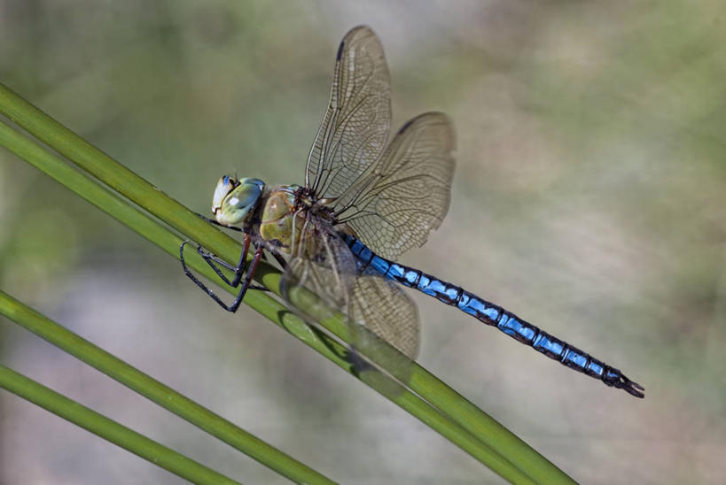 无人,横图,室外,特写,白天,芦苇,野生动物,西班牙,蜻蜓,自然,摄影,巴伦西亚省,彩图